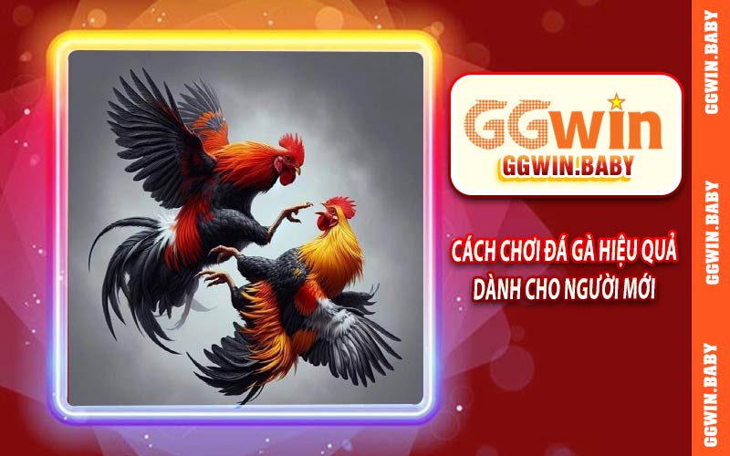 Cách chơi đá gà hiệu quả dành cho người mới tại GGWIN